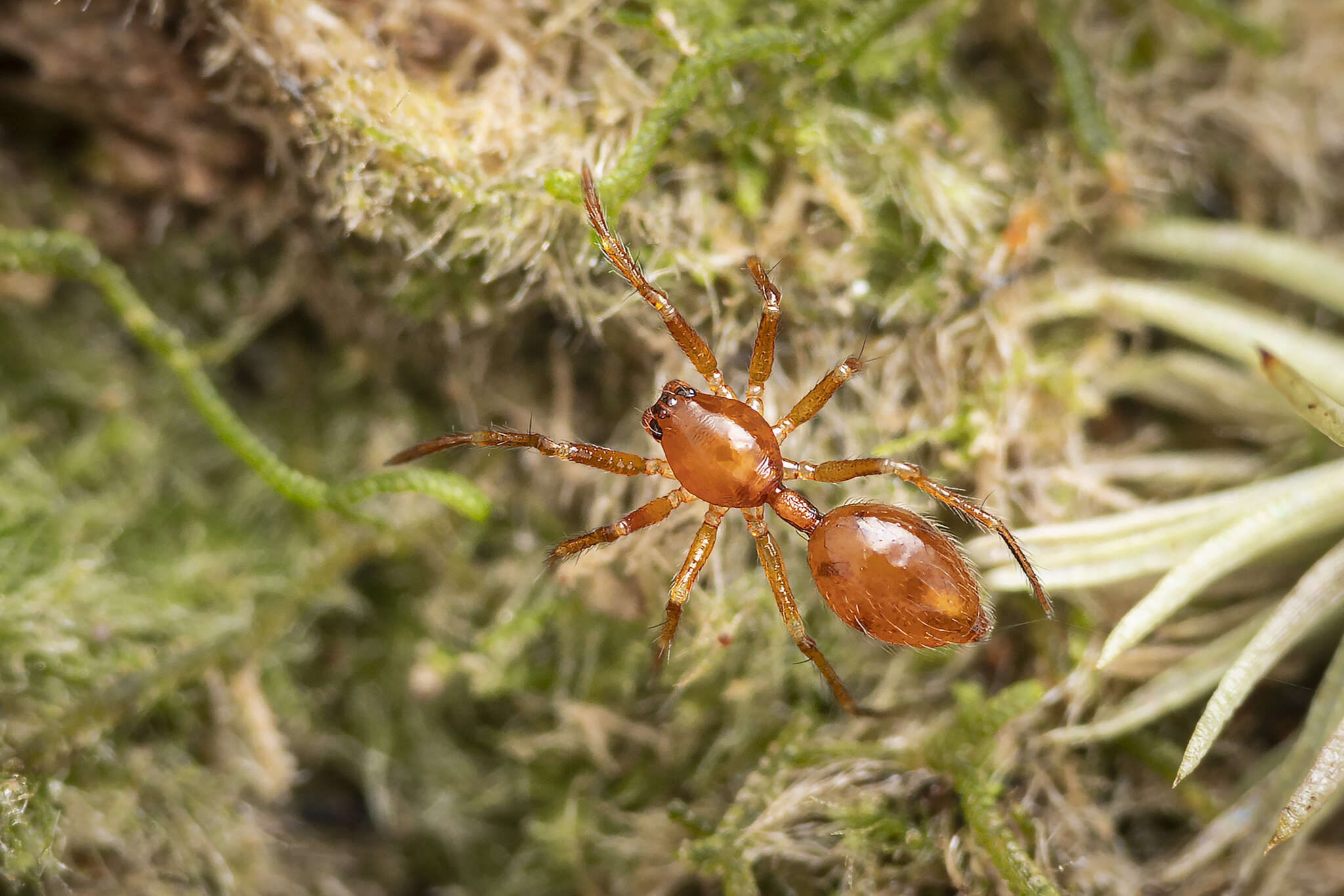 Image of Anatea formicaria Berland 1927