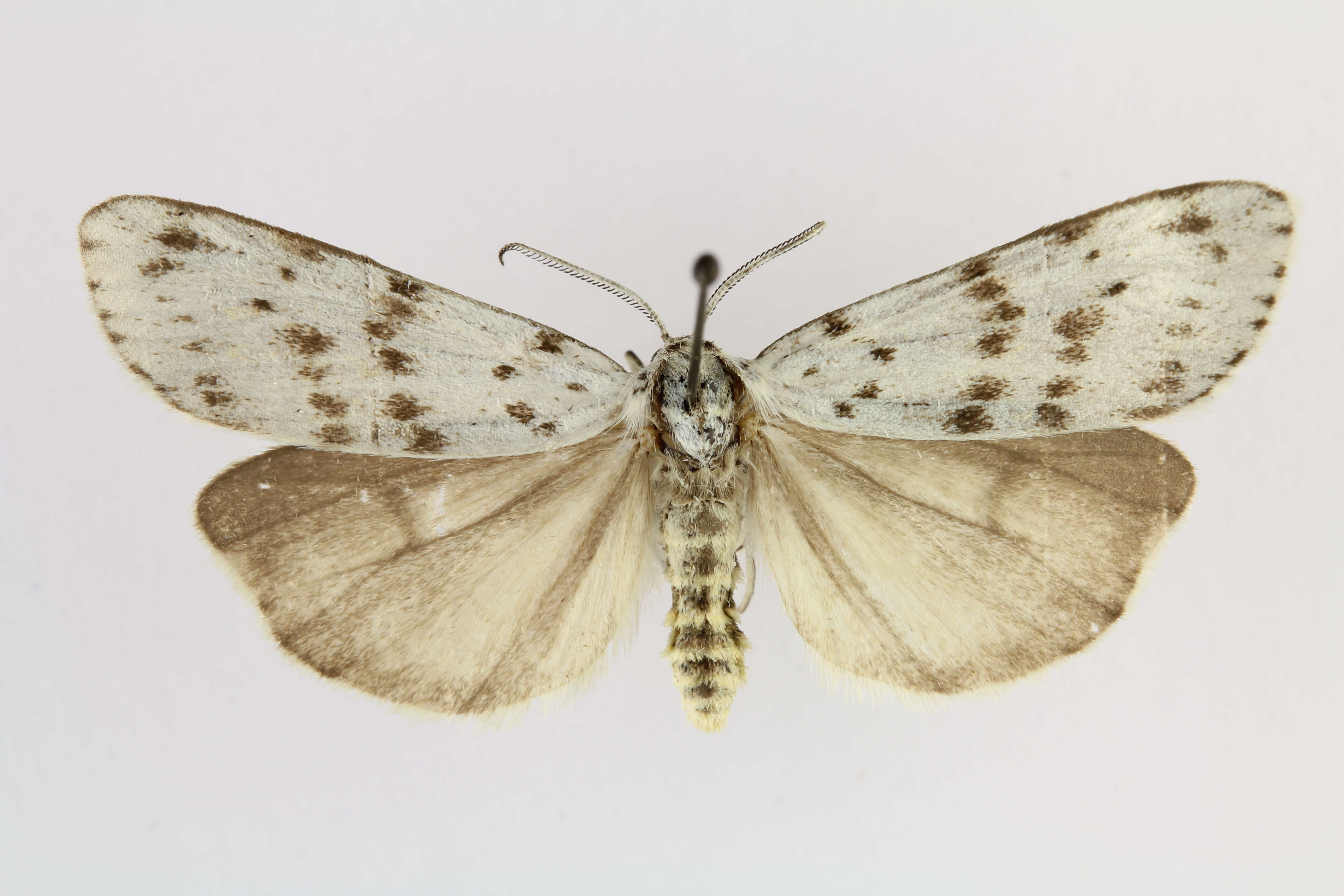 Image of Coscinia Hübner 1819