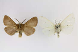 Image of muslin moth