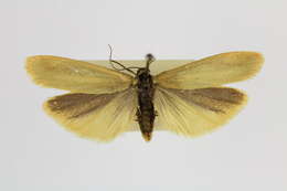 Image of Eilema lutarella Linnaeus 1758