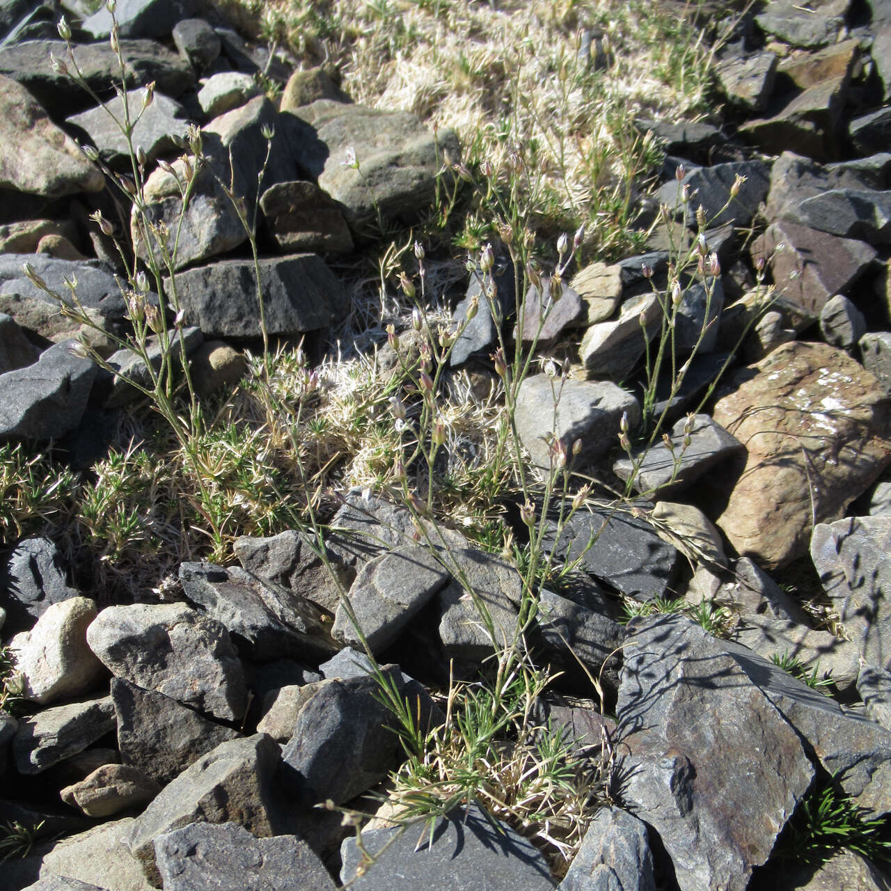 Image of King's rosy sandwort