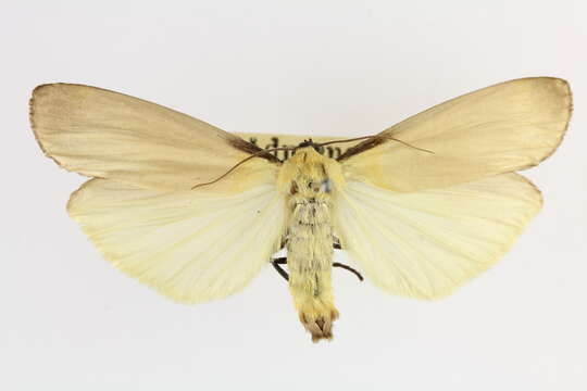 Image of four-spotted footman