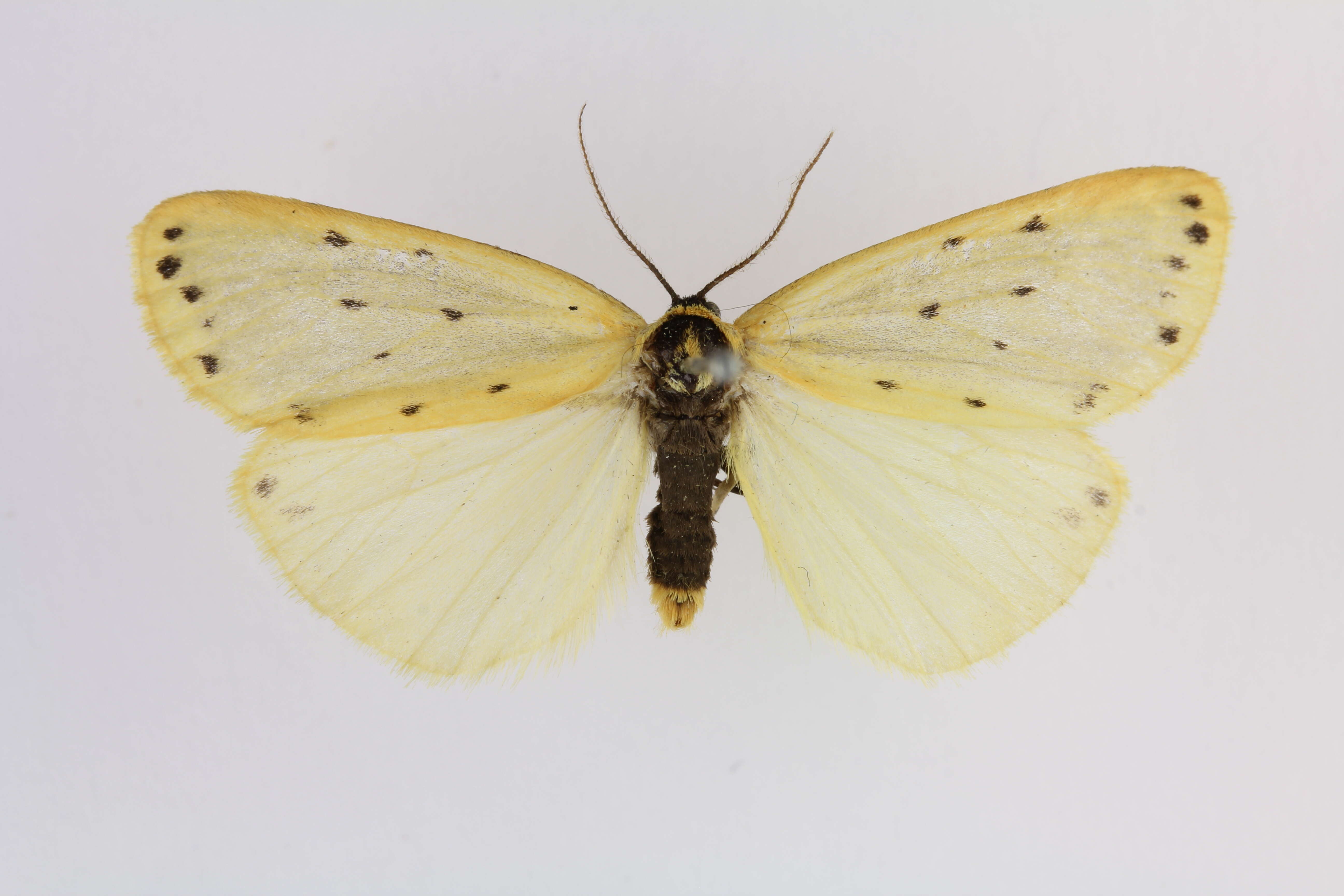 Imagem de Setina irrorella Linnaeus 1758