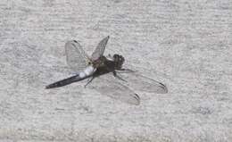 Image of Chalk-fronted Corporal