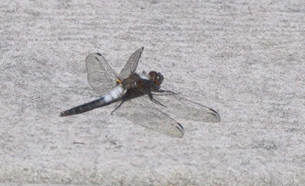 Image of Chalk-fronted Corporal