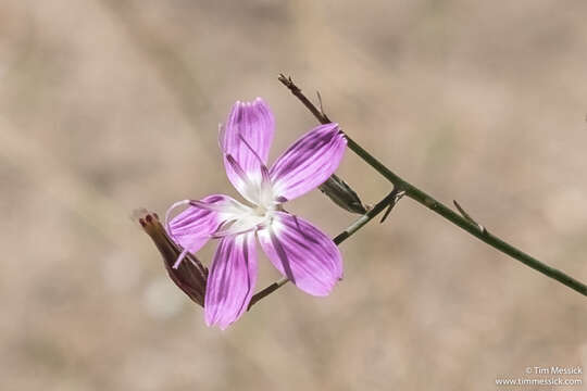 Image of tufted wirelettuce