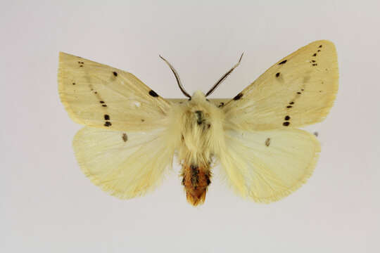 Image of Spilosoma lutea Hüfnagel 1766