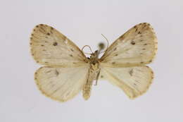 Image of round-winged muslin