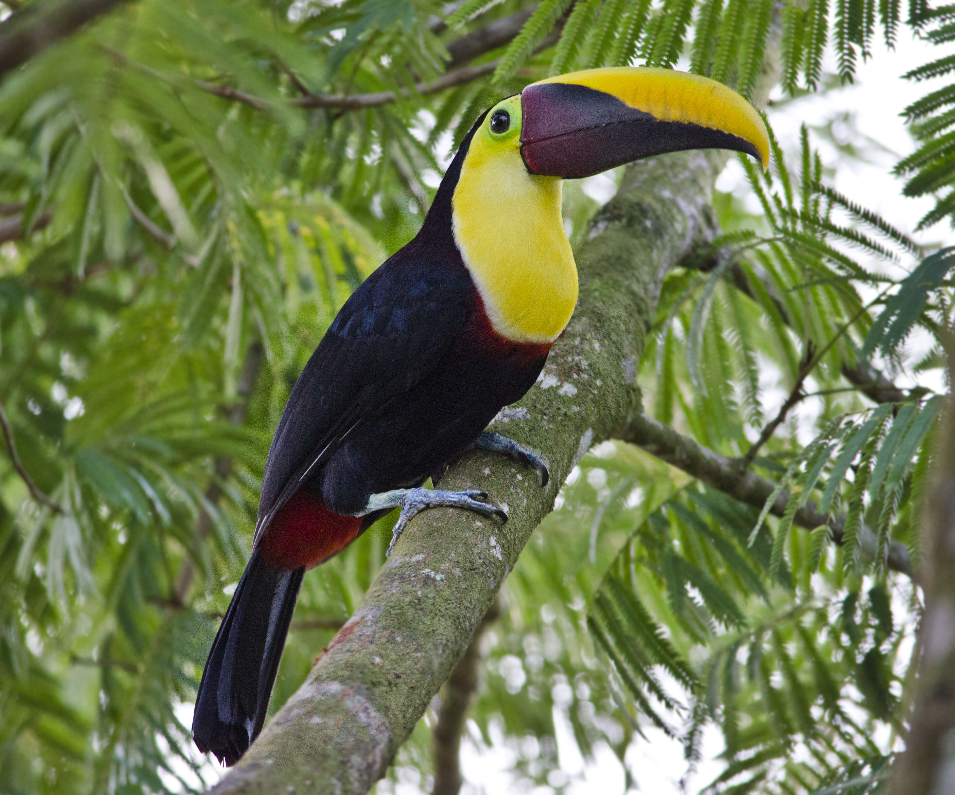 Image of Chestnut-mandibled Toucan