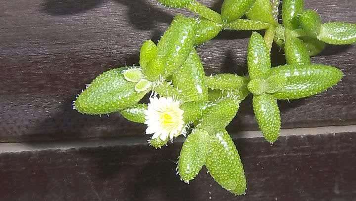 Image of Delosperma echinatum (Lam.) Schwant.