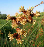 Image of lakeshore bulrush