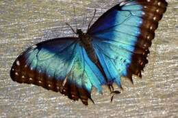 Image of Morpho peleides Kollar 1850