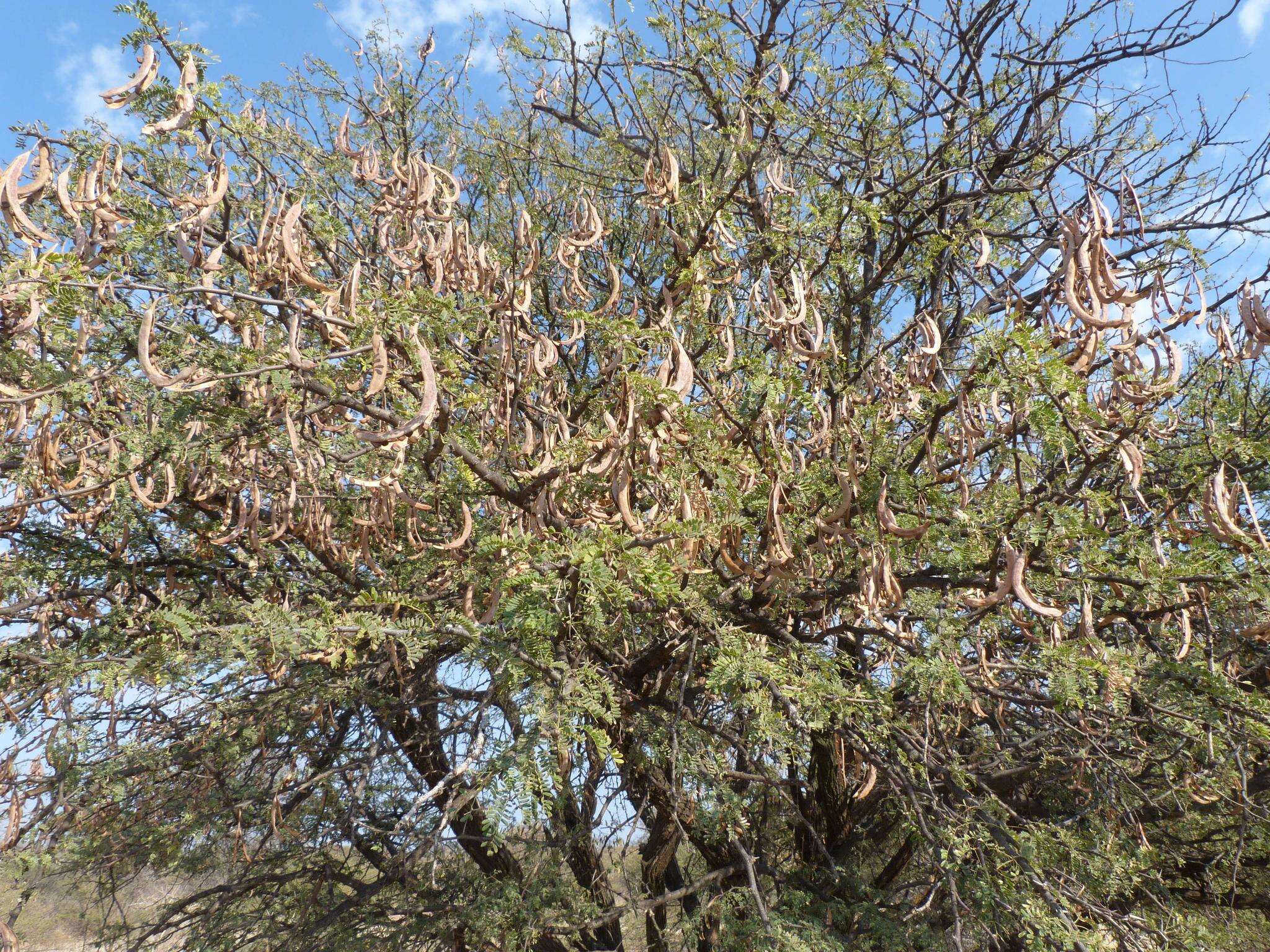 Vachellia grandicornuta (Gerstner) Seigler & Ebinger resmi