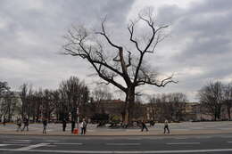 Image of Black Poplar