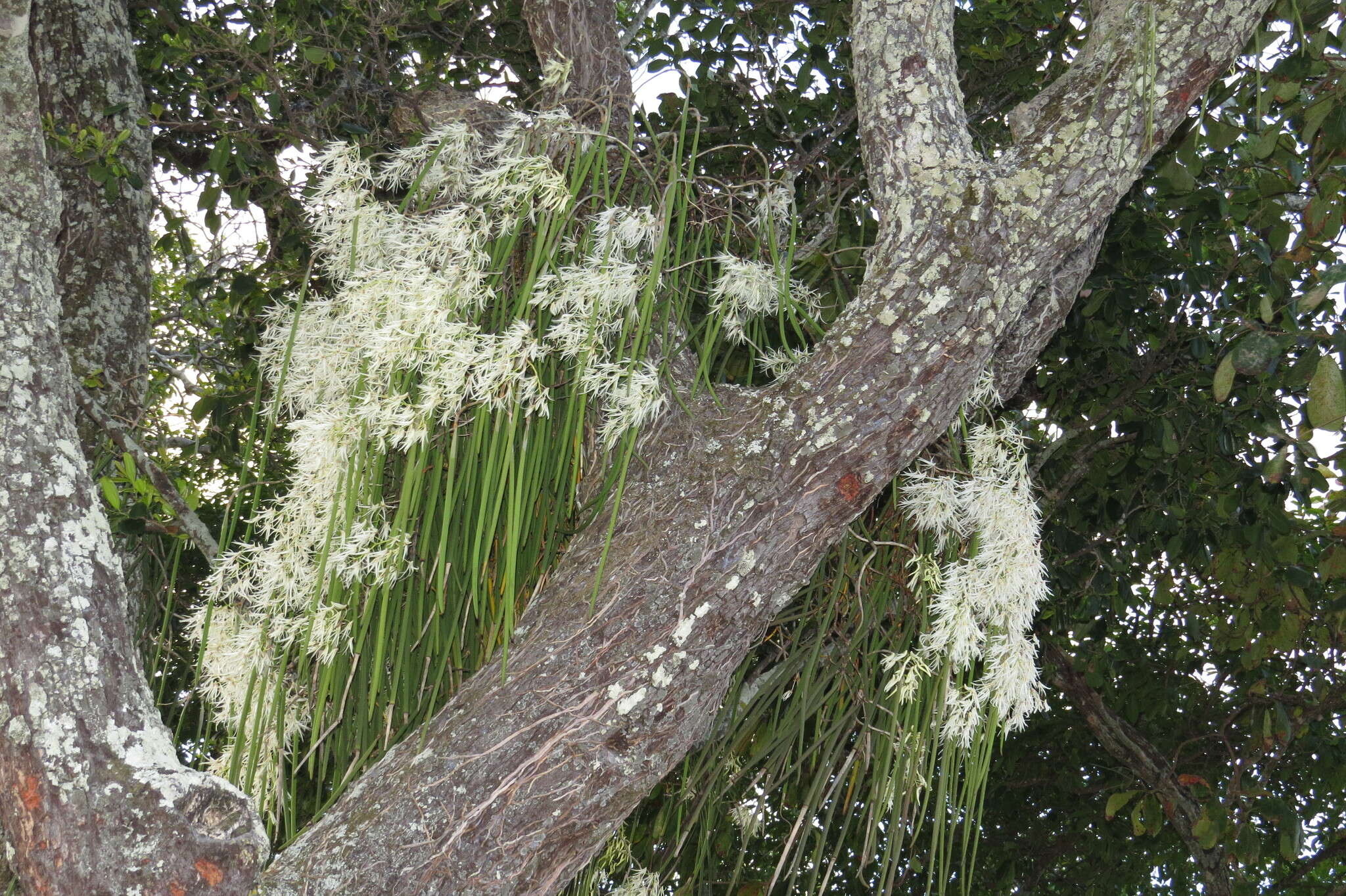 Dendrobium teretifolium R. Br. resmi