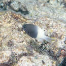 Image de Pycnochromis fieldi (Randall & Di Battista 2013)