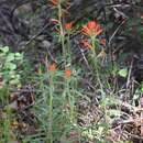 Image of longleaf Indian paintbrush