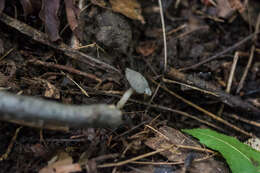 Image de Helvella macropus (Pers.) P. Karst. 1871