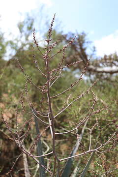 Image of Aloe divaricata A. Berger