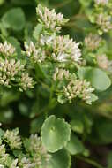 Image of stonecrop