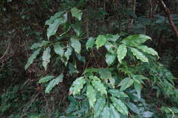 Image of Itea parviflora Hemsl.