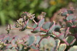 Image of Hylotelephium sieboldii (Sweet ex Hook.) H. Ohba