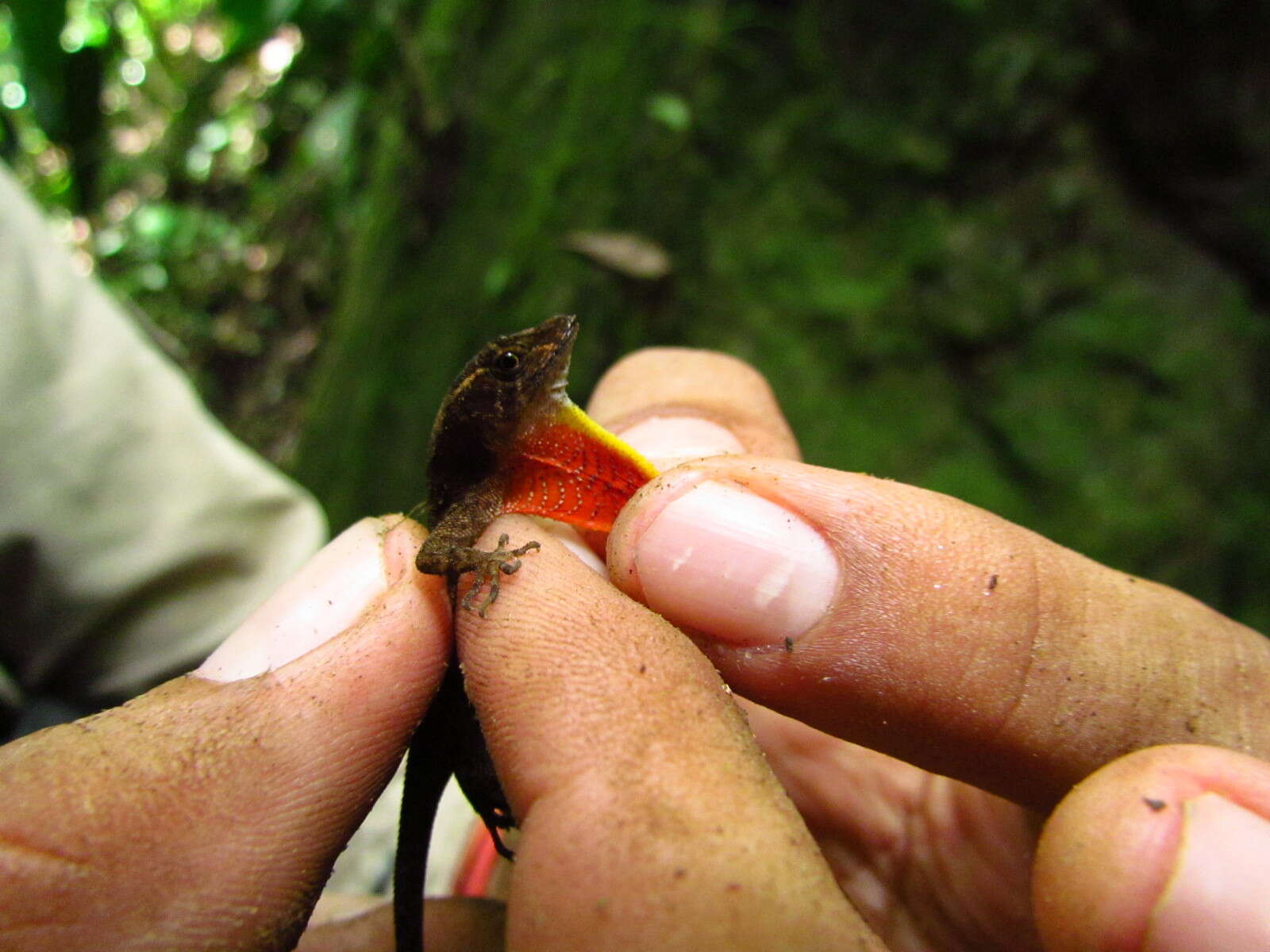 Image of Anolis quaggulus Cope 1885