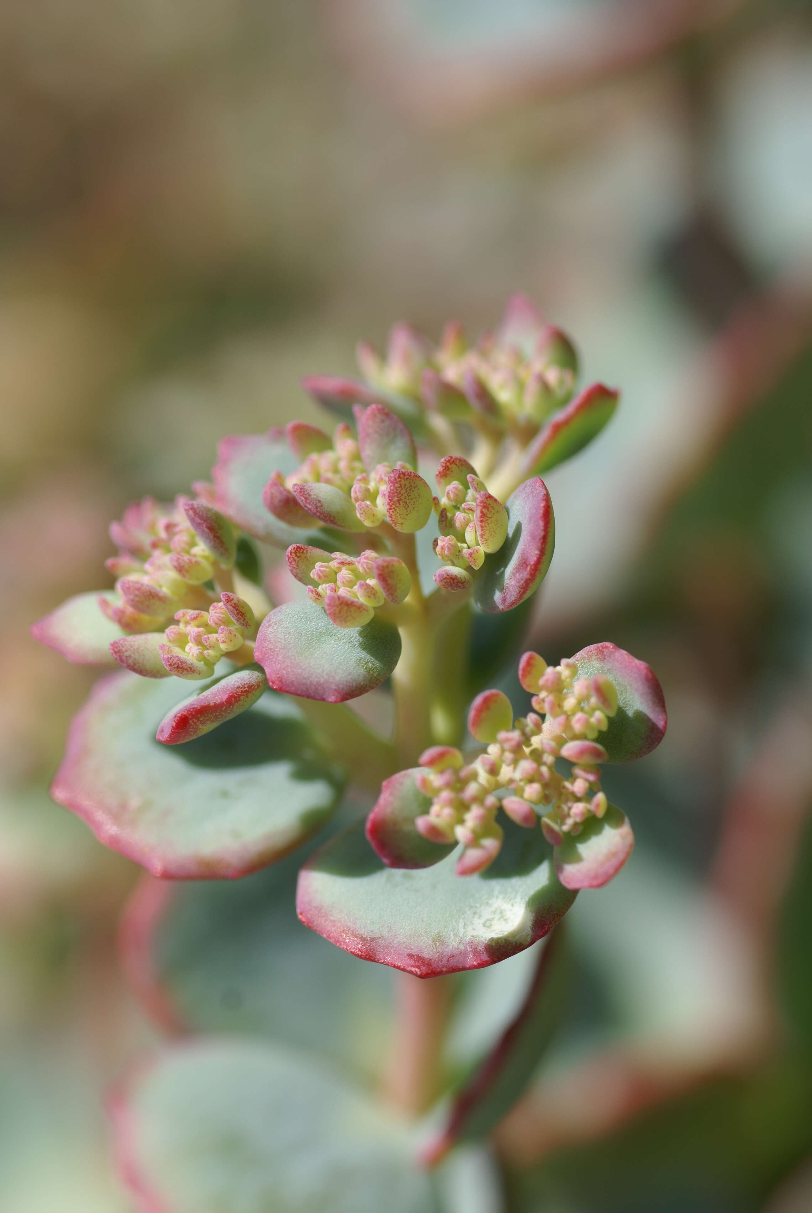 Imagem de Hylotelephium sieboldii (Sweet ex Hook.) H. Ohba