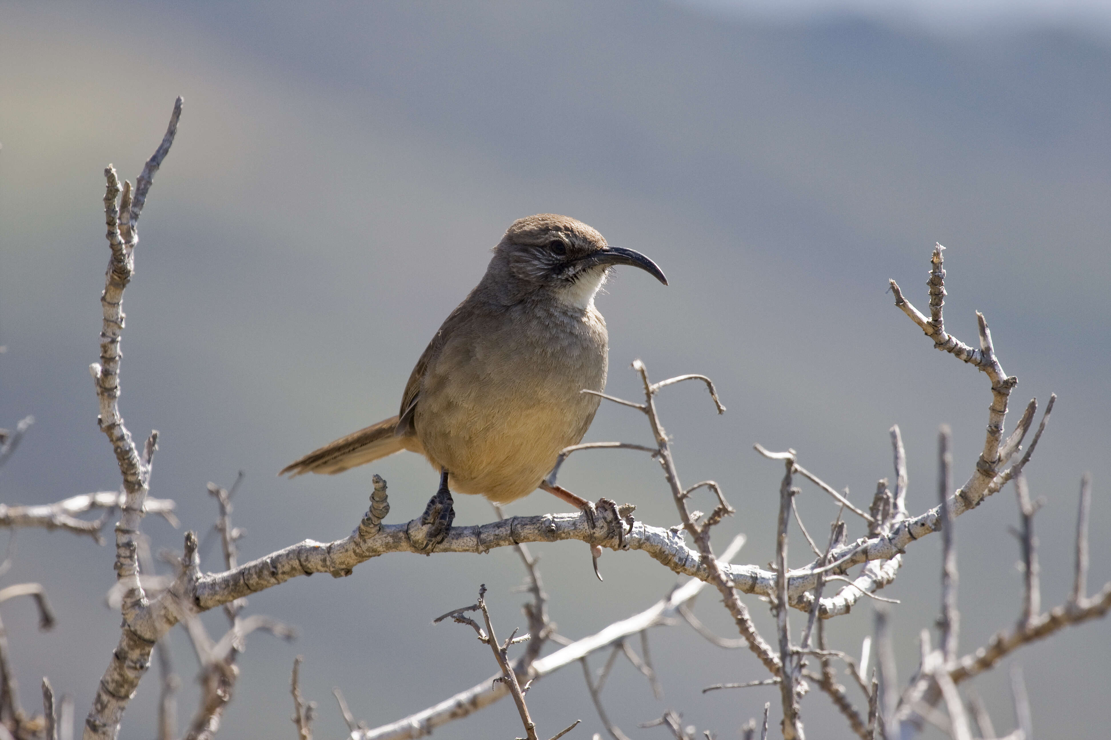 Imagem de Toxostoma redivivum (Gambel 1845)