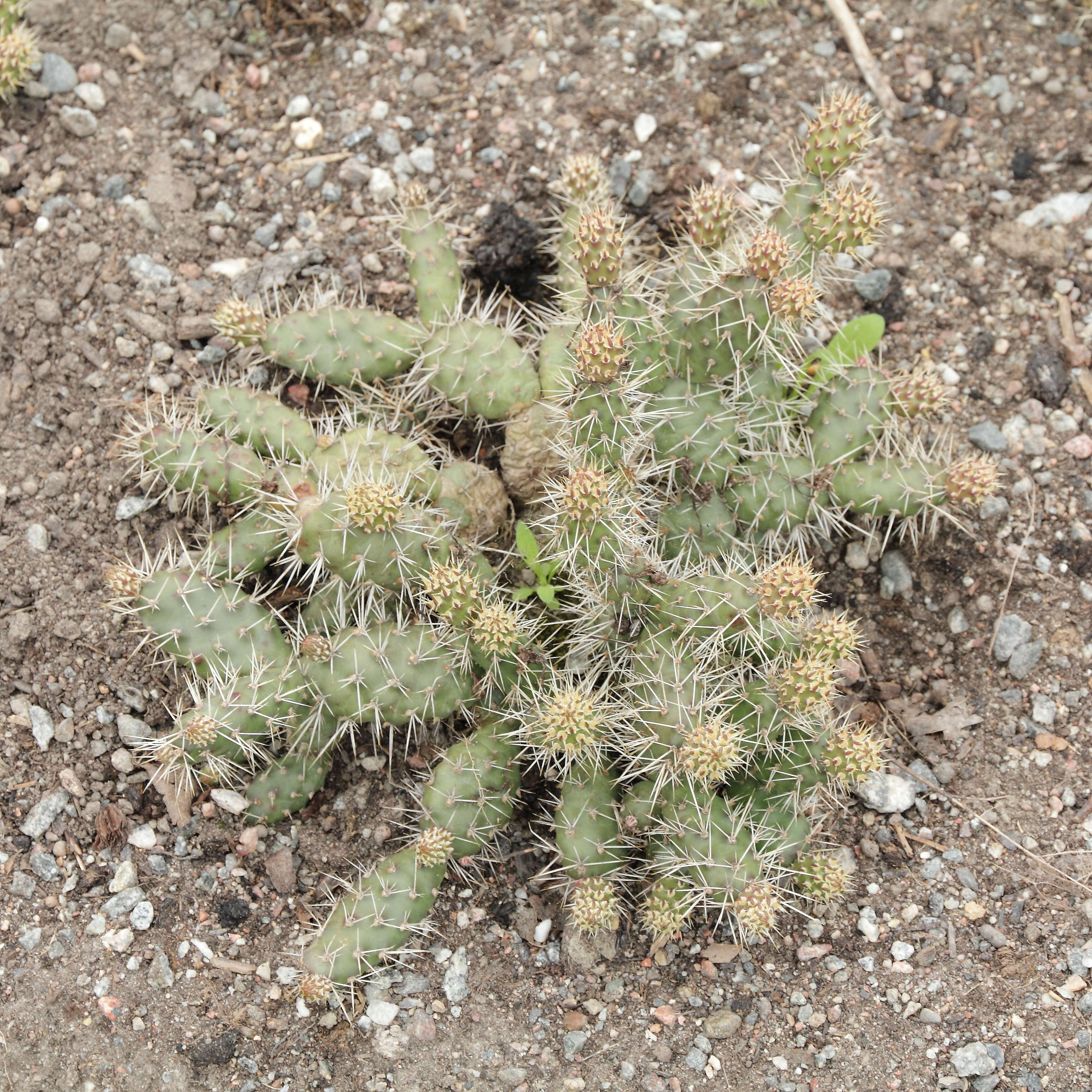 Opuntia fragilis (Nutt.) Haw. resmi