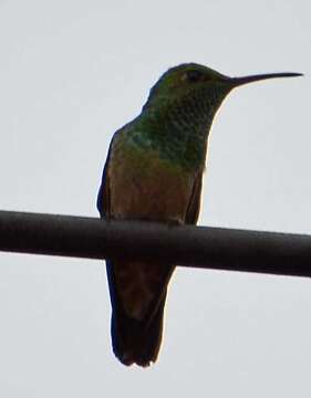 Image of Berylline Hummingbird