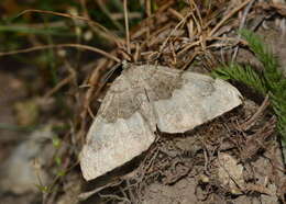 Image of Photoscotosia palaearctica Staudinger 1882