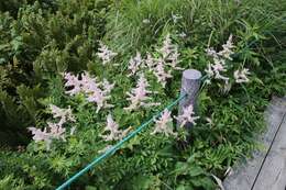 صورة Astilbe formosa Nakai