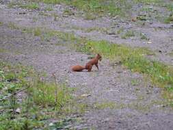 Image de Sciurus subgen. Sciurus Linnaeus 1758