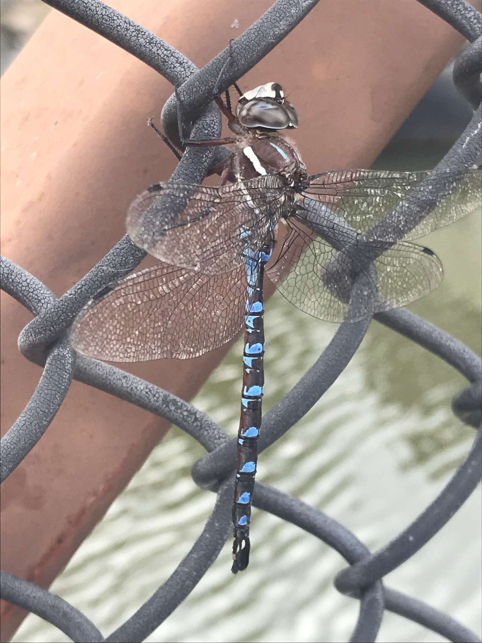 Image of Walker's Darner