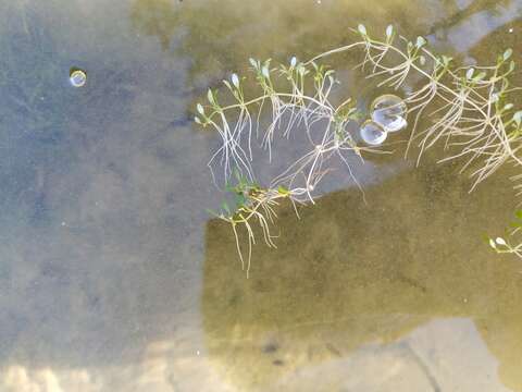 Image of eight-stamened waterwort