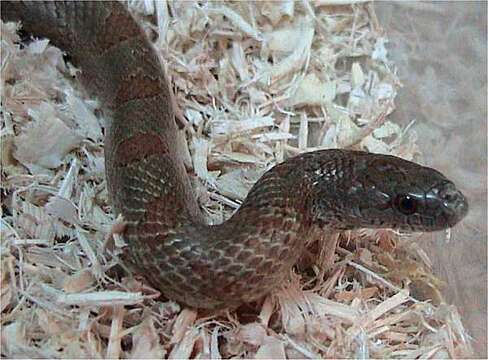 Image of Lampropeltis calligaster rhombomaculata (Holbrook 1840)