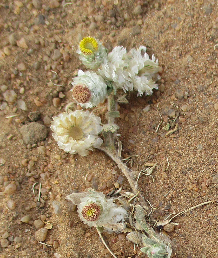 Image de Helichrysum argyrosphaerum DC.