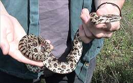 Image of Prairie Kingsnake