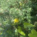 صورة <i>Genista linifolia</i> subsp. <i>pallida</i> (Poir.) P. Hanelt