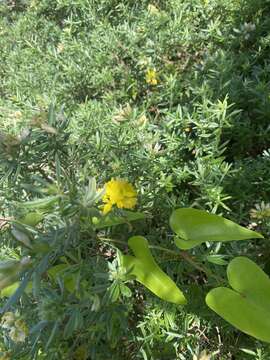 صورة <i>Genista linifolia</i> subsp. <i>pallida</i> (Poir.) P. Hanelt