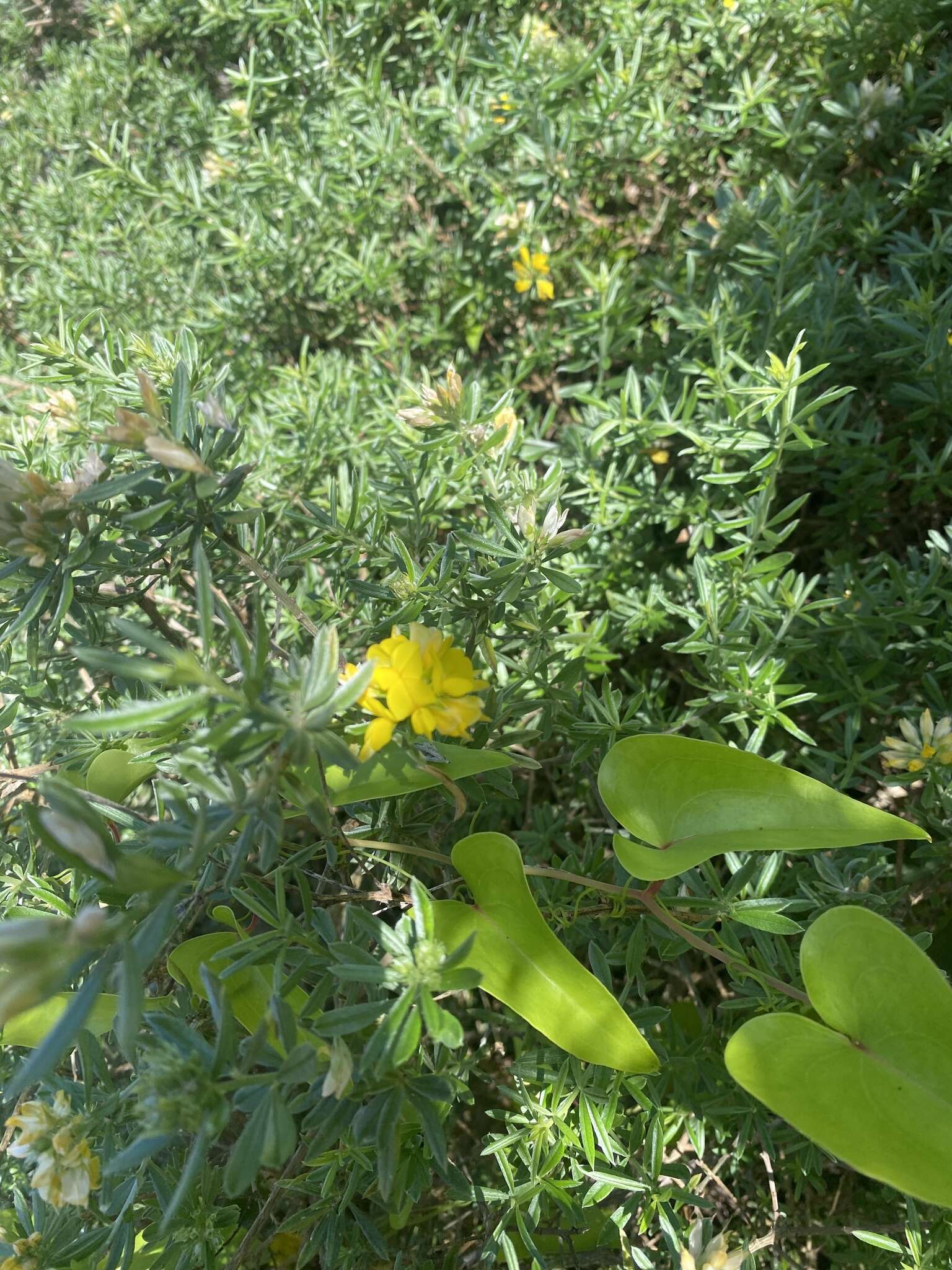 Image of <i>Genista linifolia</i> subsp. <i>pallida</i> (Poir.) P. Hanelt