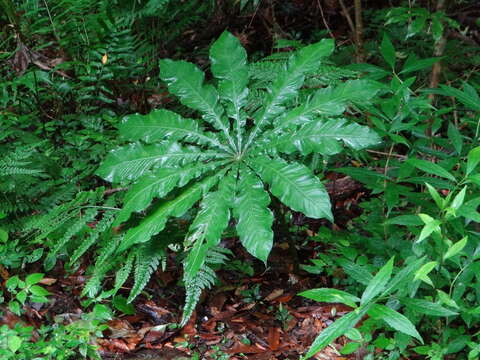 Image of Arisaema taiwanense var. taiwanense