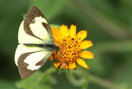 Image of Leptophobia eleone (Doubleday 1847)