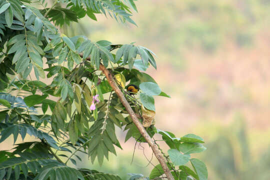 Image of Black-necked Weaver