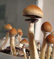 Image of Psilocybe cubensis (Earle) Singer 1948