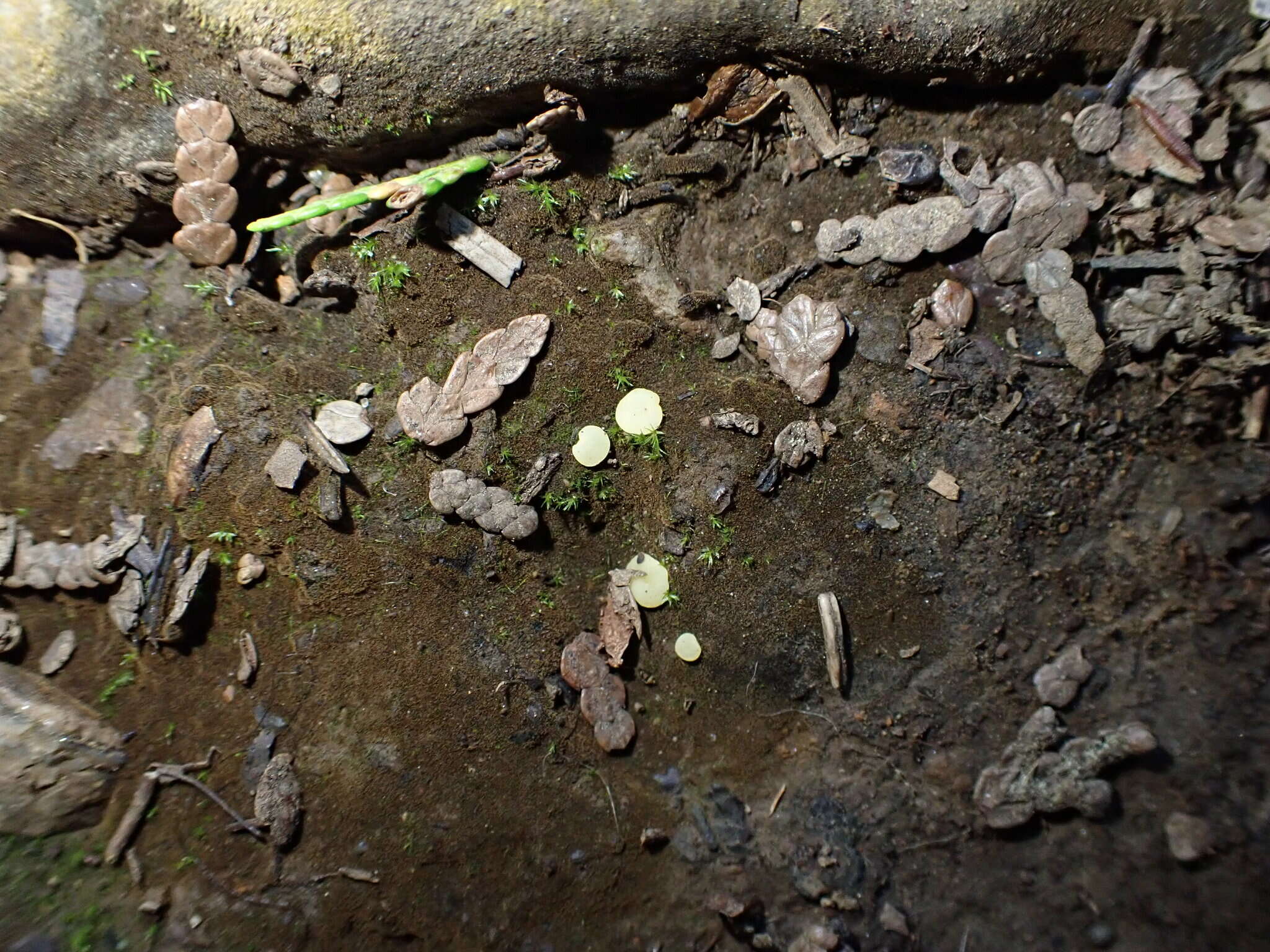 Imagem de Pseudoboubovia benkertii (B. Perić) U. Lindem., M. Vega, B. Perić & Tena 2015