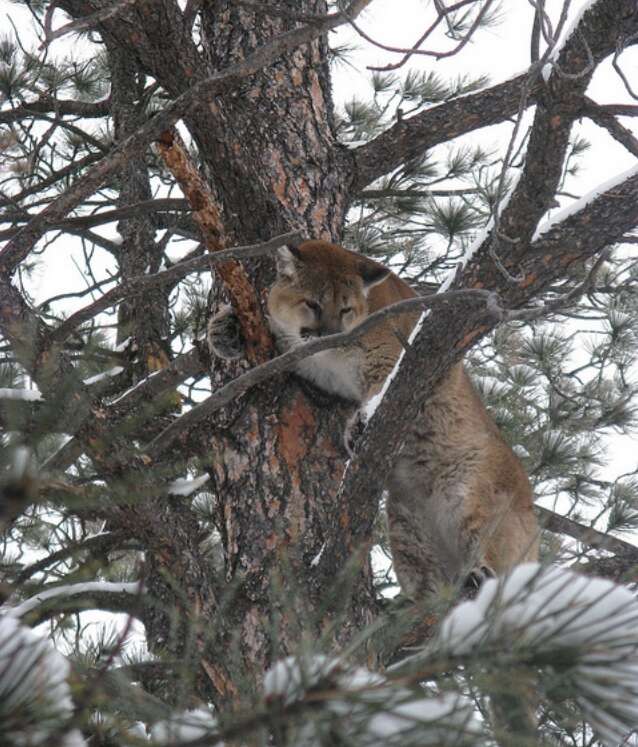 Image of Florida panther