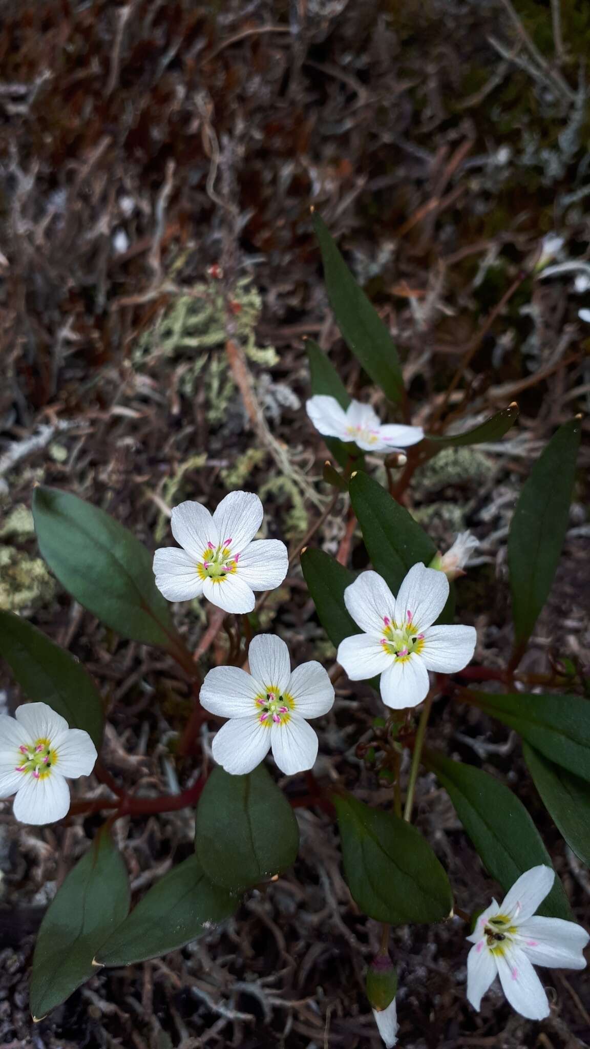 Image of Pacific springbeauty