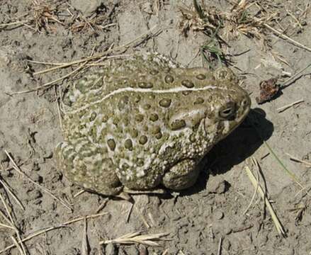 Image of Woodhouse's Toad